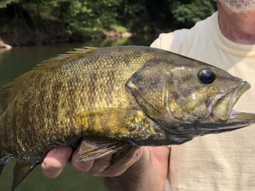 August smallmouth fishing ~always delivers